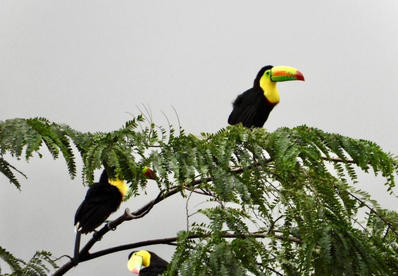 The Valley Tayrona Hostel- A Social Jungle Hostel Эль-Саино Экстерьер фото