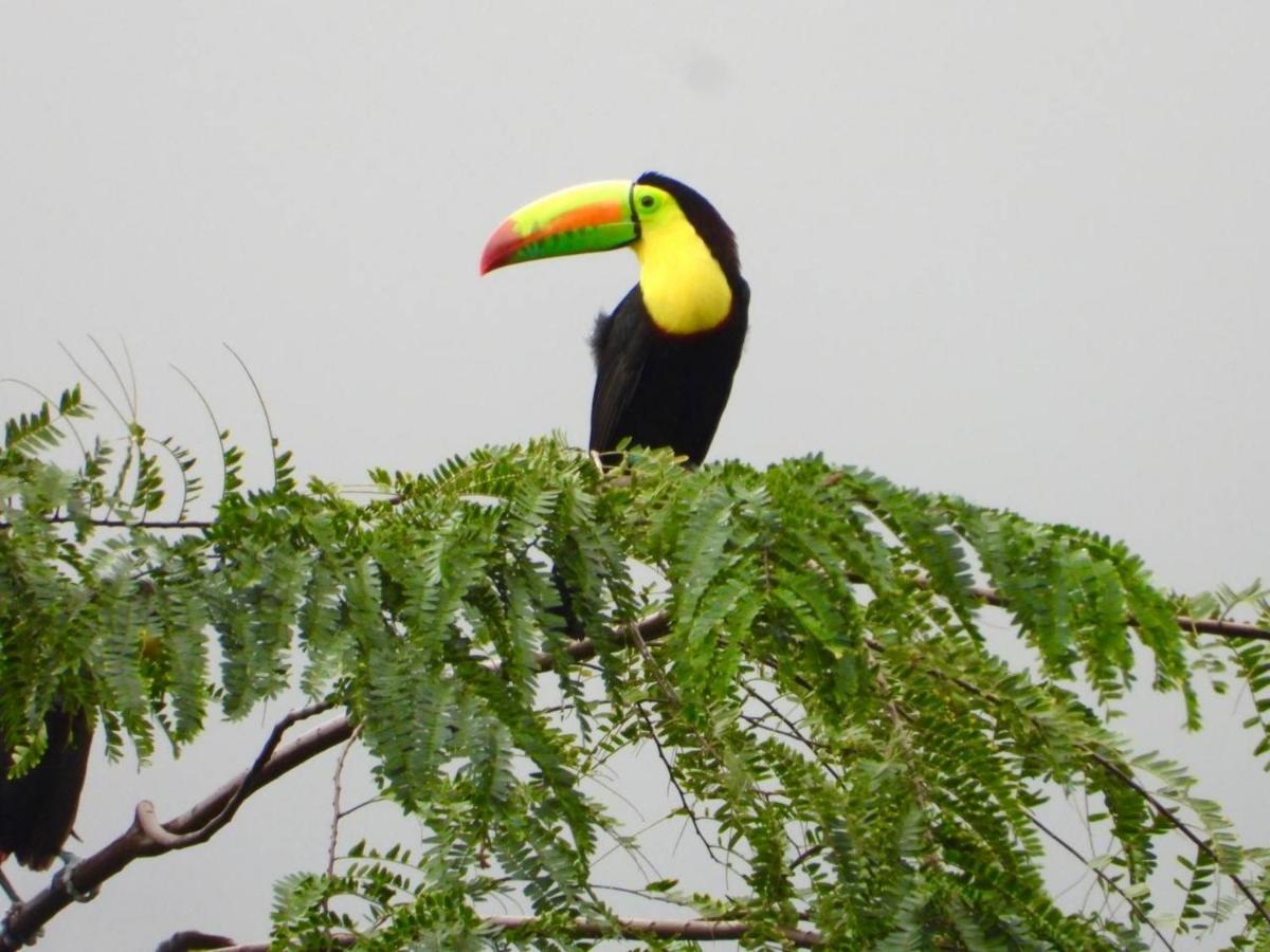 The Valley Tayrona Hostel- A Social Jungle Hostel Эль-Саино Экстерьер фото